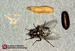 pest life cycles and tips