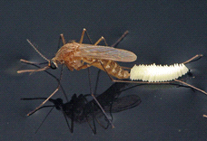 pest life cycles and tips
