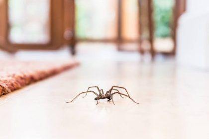 Stop Crawling Insects and Spiders