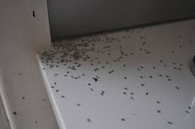 How to keep ants out