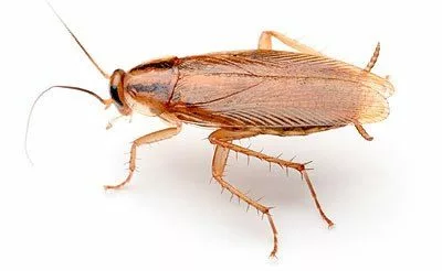 5 ways to prevent Cockroaches