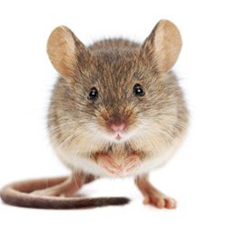 6 Signs Rodents might be in your Home