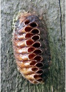 Life Cycle of Cockroaches - eggs