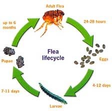 pest life cycles and tips