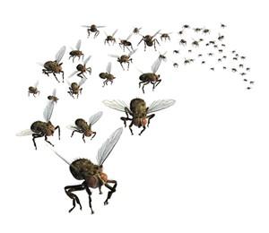 Pest Control in NZ