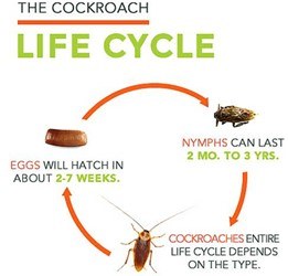 The life cycle of cockroaches