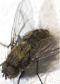Cluster Flies