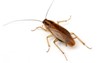 cockroaches on your property