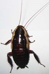 cockroaches on your property