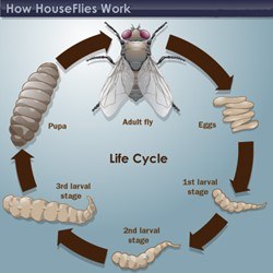 Fly Life Cycle