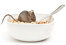 Keep Rodents Out of Your Home